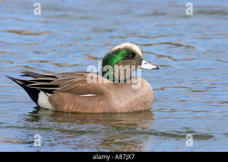 Canard d’Amérique Banque D'Images