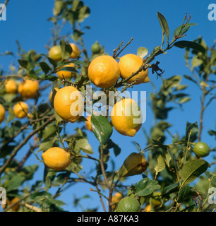 Lemon Tree près d'Alicante, Costa Blanca, Espagne Banque D'Images