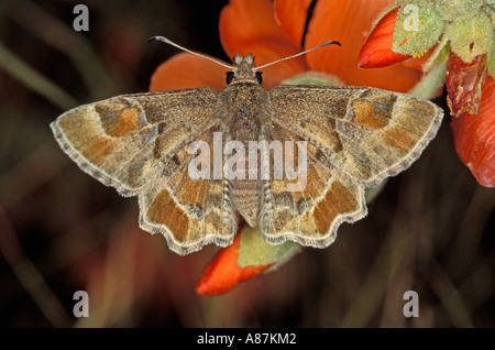 Skipper en poudre l'Arizona Systasea zampa Santa Catalina Mtns Arizona Février Hesperiidae Pyrginae mâle Banque D'Images