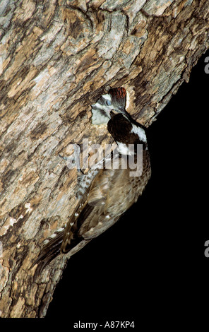 Arizona Woodpecker Picoides arizonae Madera Canyon Santa Rita Mountains Arizona USA Mai Banque D'Images