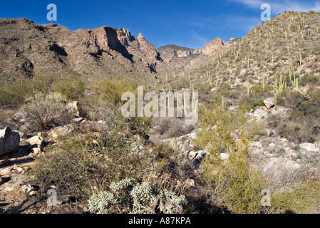 Fabricants Rock Canyon montagnes Santa Catalina au nord de Tucson Arizona USA 15 Février Banque D'Images