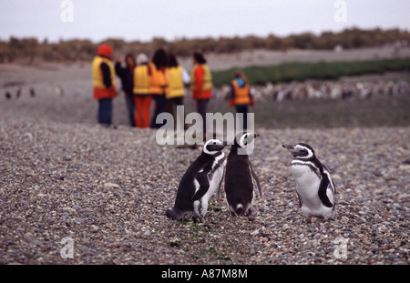 Magellan Pinguin Ria Deseado Patagonie Argentine Amérique du Sud Banque D'Images