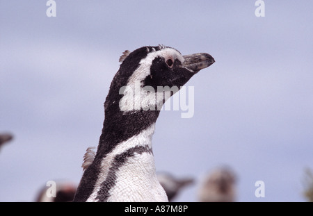 Magellan Pinguin Ria Deseado Patagonie Argentine Amérique du Sud Banque D'Images