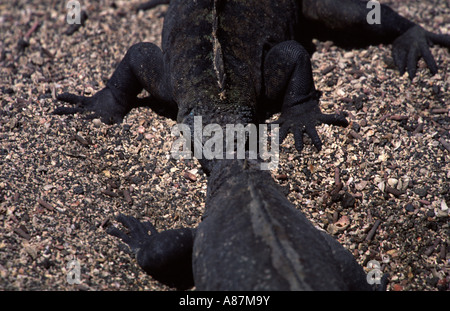 Combats d'iguanes marins Amblyrhynchus cristatus Îles Galapagos Équateur Ameriaca Sud Banque D'Images