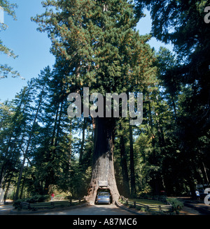 Conduite de voiture sur une route à travers les forêts de redwood Tree, lustre, Leggett, Nord de la Californie, USA Banque D'Images