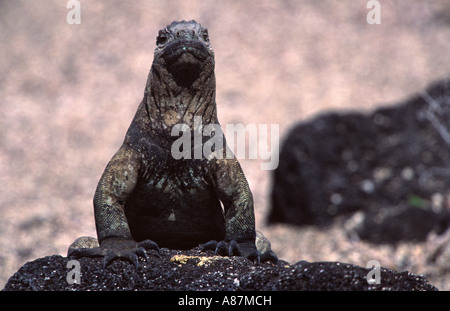 Combats iguane marin Amblyrhynchus cristatus Îles Galapagos Équateur Ameriaca Sud Banque D'Images