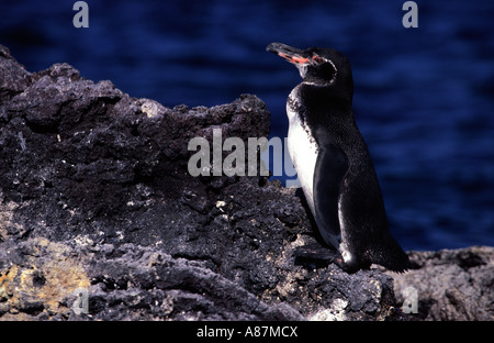 Spheniscus mendiculus manchot des Galapagos Sombrero Chino l'île des Galapagos Équateur Amérique du Sud Banque D'Images