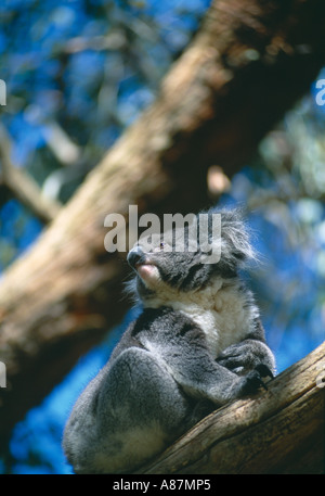 Le Koala Cleland Wildlife Park Adelaide Hills Australie Australie du Sud Banque D'Images