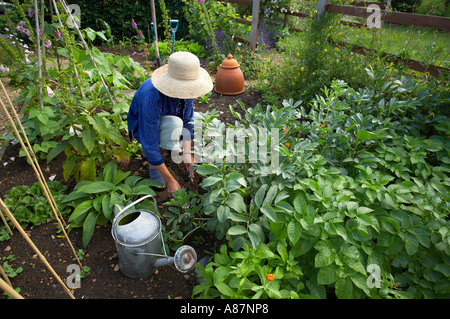 Modèle femme désherbage parution dans un jardin potager Dorset England UK Banque D'Images