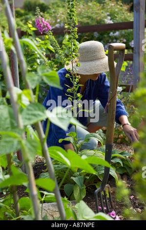 Modèle femme désherbage parution dans un jardin potager Dorset England UK Banque D'Images