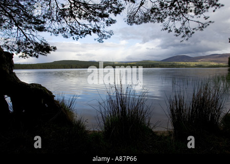 La fin du printemps soir Loch Garten RSPB Réserve naturelle de la forêt d'Abernethy Strathspey Ecosse Banque D'Images