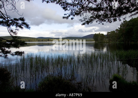 La fin du printemps soir Loch Garten RSPB Réserve naturelle de la forêt d'Abernethy Strathspey Ecosse Banque D'Images