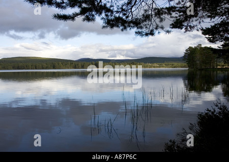 La fin du printemps soir Loch Garten RSPB Réserve naturelle de la forêt d'Abernethy Strathspey Ecosse Banque D'Images