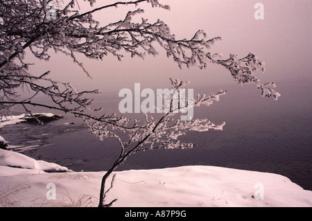 Brouillard d'hiver glacial de l'aulne manteaux branches dans le gel, Bohuslan, Sweden Banque D'Images