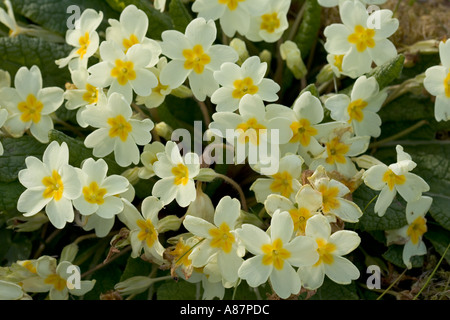 Primevères sauvages Primula vulgaris Ile de Skye en Ecosse Banque D'Images