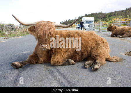 Vache Highland assis au milieu de la route Bos taurus Ile de Skye Scotland UK Banque D'Images