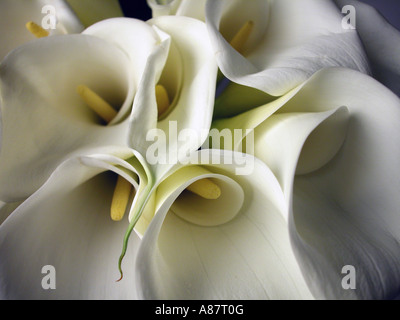 Bouquet de lis calla. Banque D'Images