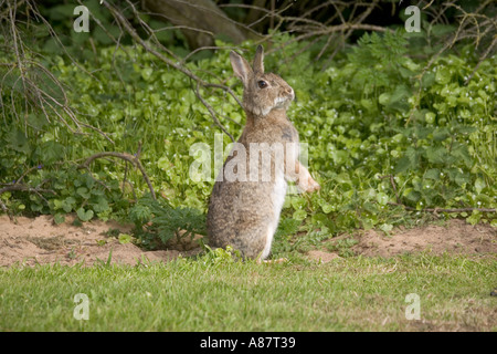 Lapin debout sur ses pattes de Lepus cuniculus North Berwick en Écosse Banque D'Images