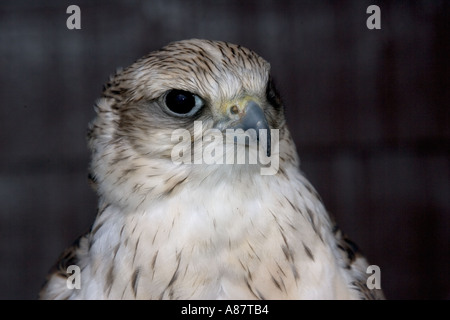 Gros plan du faucon sacre Falco cherrug Oiseaux de proie Northumberland Royaume-uni Centre Kielderwater Banque D'Images