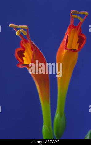 Aeschynanthus speciosus. Aga Banque D'Images