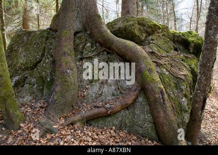 Les racines des arbres anciens enroulée autour d'un gros rocher dans les Alpes françaises. Banque D'Images