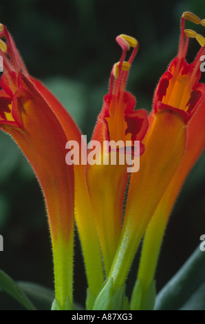 Aeschynanthus speciosus. Aga Banque D'Images