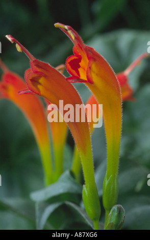 Aeschynanthus speciosus. Aga Banque D'Images