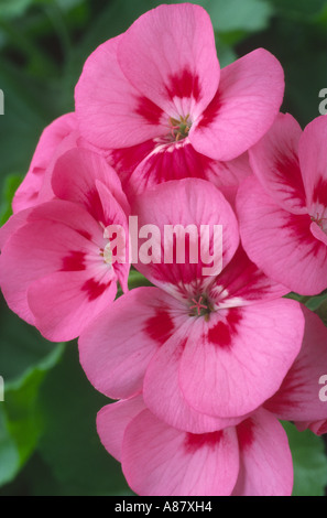 Pelargonium 'yeux droit'. F2 hybride. Banque D'Images