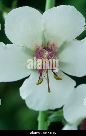 Verbascum blattaria. Espèce de molène. Banque D'Images