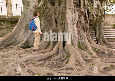 Une femme se tient à côté d'un très vieux caoutchouc arbre dans le jardin botanique de Coimbra, Portugal Banque D'Images