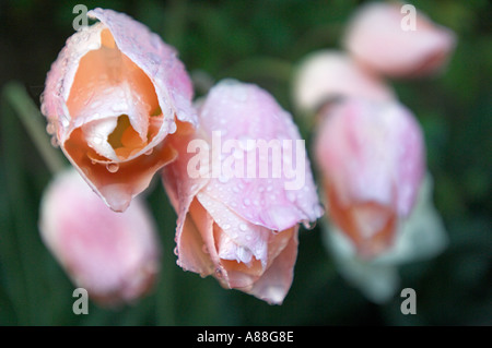 Rose pêche tulipe après la pluie Banque D'Images