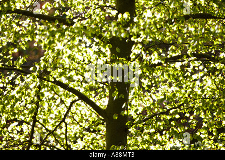 Configuration des feuilles vertes et des branches au printemps l'Ecosse Banque D'Images