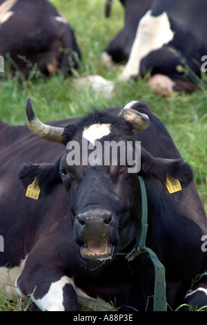 Holstein noire et blanche ( Friesian ) bovins ruminants , Finlande Banque D'Images