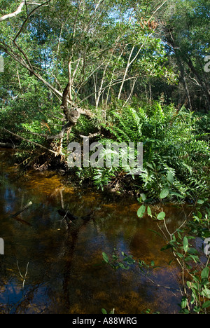 La croissance de la végétation luxuriante au milieu de l'eau dans la forêt de mangrove inondées de Celestun, Mexique Banque D'Images