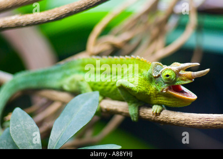 Jackson's Chameleon Banque D'Images