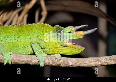 Trois incroyables Horned Jackson's Chameleon Banque D'Images