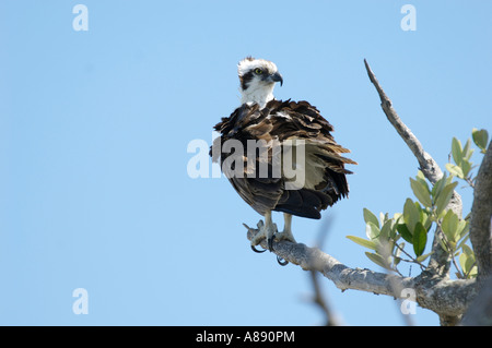 Balbuzard pêcheur (Pandion haliaetus) sur une branche près de la jetée de pêche Sanibel Island Florida USA Banque D'Images