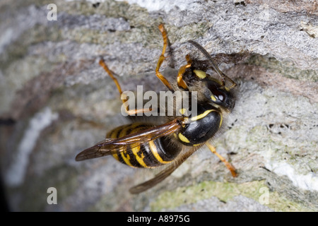 Guêpe saxonne Dolichovespula saxonica nid bâtiment biggleswade bedfordshire Banque D'Images