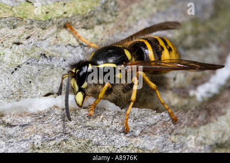 Guêpe saxonne Dolichovespula saxonica nid bâtiment biggleswade bedfordshire Banque D'Images