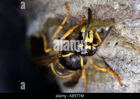 Guêpe saxonne Dolichovespula saxonica nid bâtiment biggleswade bedfordshire Banque D'Images