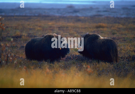 Une paire de coups de tête de veau Boeuf musqué sur l'automne de la toundra versant arctique Alaska Banque D'Images