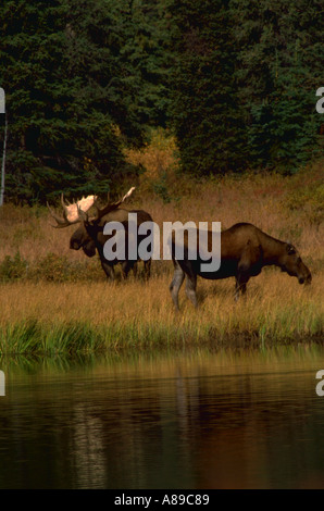 Bull Moose Alaska et cow standing in tall grass sur un rivage avec automne couleur dans le fond de l'Alaska Denali National Park Banque D'Images