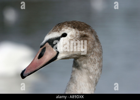 Jeune Cygne tuberculé (Cygnus olor) en plumage brun Banque D'Images