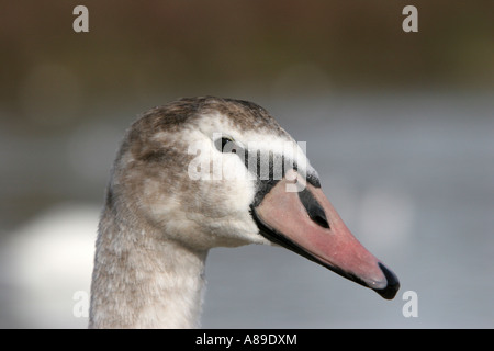 Jeune Cygne tuberculé (Cygnus olor) en plumage brun Banque D'Images