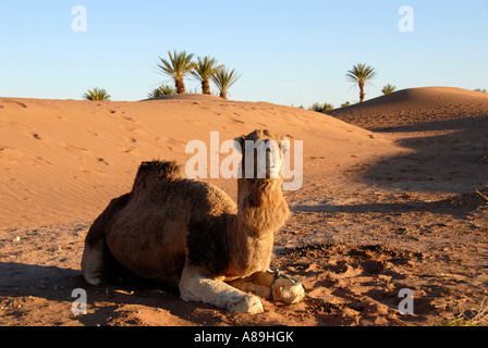 Chameau Camelus dromedarius se trouve entre sanddunes dans le désert près de Mhamid Maroc Banque D'Images