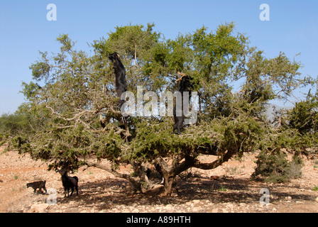 Les chèvres grimper sur un arbre endémique Arganier Argania spinosa sud-ouest du Maroc Banque D'Images