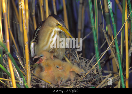 Blongios nain (Ixobrychus minutus), femme au nid avec les poussins Banque D'Images