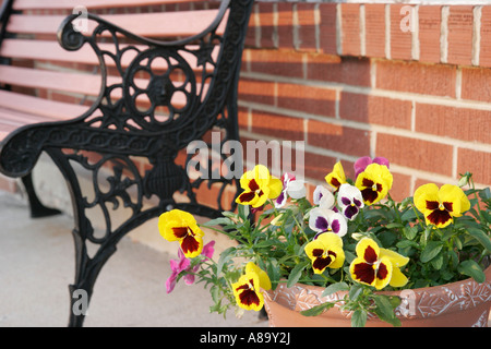 Alabama Lawrence County, Molton, main Street, court House Square, fleurs, pansies, banc public en fer forgé, les visiteurs voyage tour touristique Banque D'Images