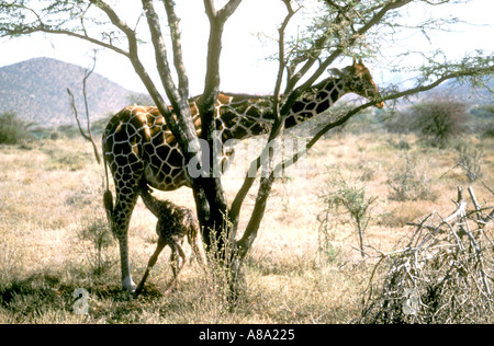 Mère girafe avec new born baby Afrique Kenya Banque D'Images