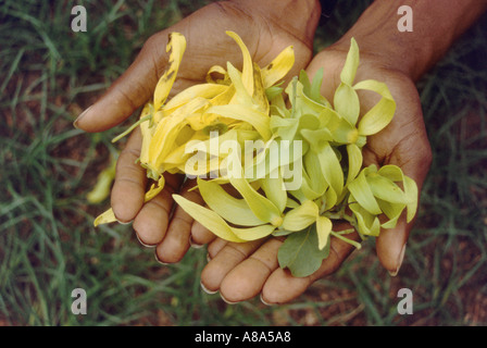 Ylang ylang fleurs Nosy Be Madagascar Banque D'Images